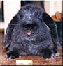 Propeller the Dwarf Lop Rabbit