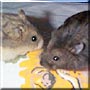 Larry, Moe the Dwarf Hamsters
