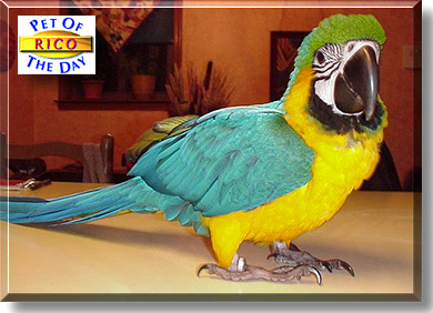 Rico, the Pet of the Day