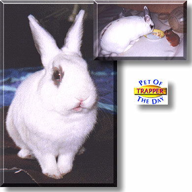 Trapper, the Pet of the Day