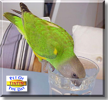 Tintin, the Pet of the Day