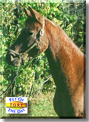 Tory, the Pet of the Day