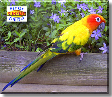 Sunkist, the Pet of the Day