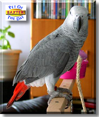 Baxter, the Pet of the Day