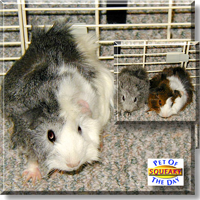 Squeaky, the Pet of the Day