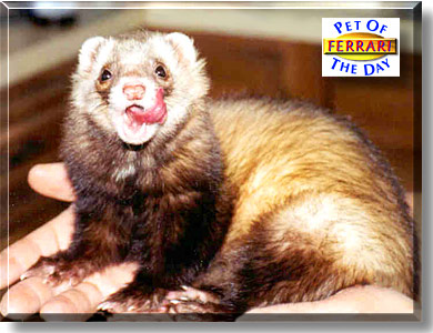 Ferrari, the Pet of the Day