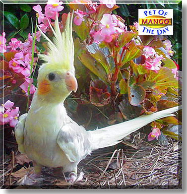Mango, the Pet of the Day