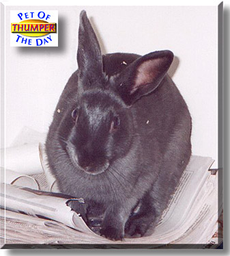 Thumper, the Pet of the Day