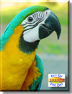 Shanti, the Pet of the Day