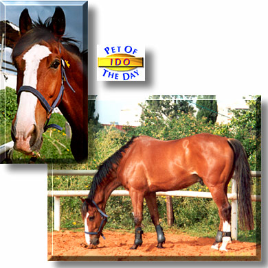 Ido, the Pet of the Day
