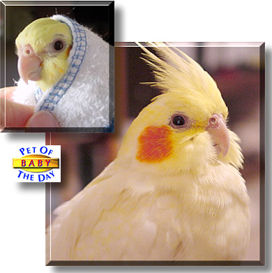 Baby, the Pet of the Day