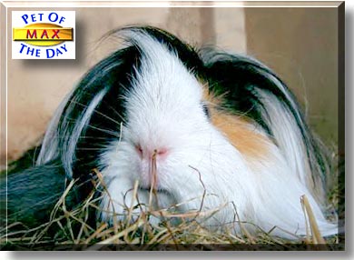 Max, the Pet of the Day