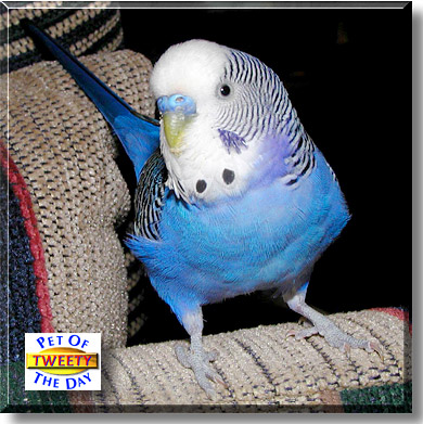 Tweety, the Pet of the Day