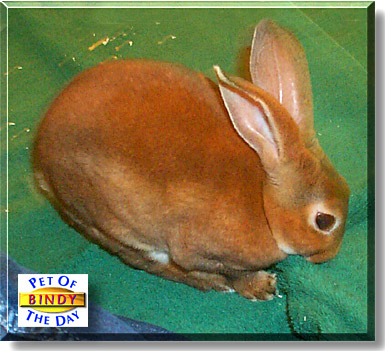 Bindy, the Pet of the Day