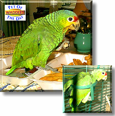 Waddles, the Pet of the Day