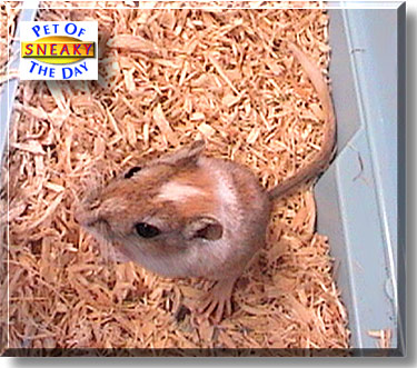Sneaky, the Pet of the Day