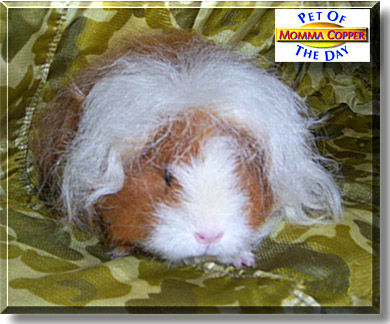 Momma Copper, the Pet of the Day