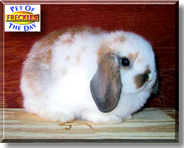 Freckles, the Pet of the Day