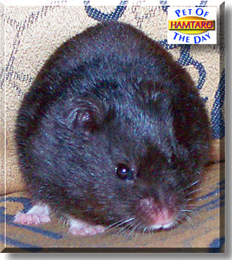 Hamtaro, the Pet of the Day