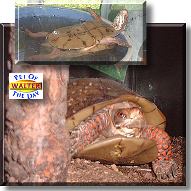 Walter, the Pet of the Day