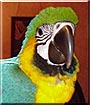 Rico the Blue and Gold Macaw