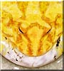 Yoga the Albino Cranwells Horned Frog