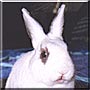 Trapper the Rabbit
