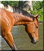 Karma the Paint Horse