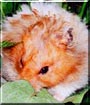 Goliath the Hamster