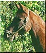 Tory the Morgan Horse