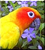 Sunkist the Sun Conure
