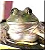 Luna the Canadian Bullfrog