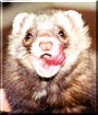Ferrari the Ferret