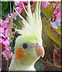 Mango the Pied Cockatiel