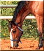 Ido the Dutch Gelding