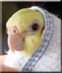 Baby the Cockatiel
