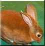 Bindy the Rabbit, Mini Rex