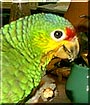 Waddles the Red Lored Amazon