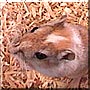Sneaky the Gerbil