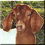 Lucy the Goat