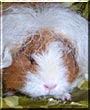 Momma Copper the Texel Guinea Pig