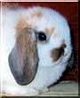 Freckles the Lop Rabbit