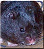 Hamtaro the Black Bear Syrian Hamster