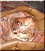 Walter the Tortoise