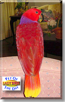 Lady Bird, the Pet of the Day