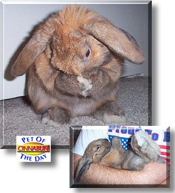 CinnaBun, the Pet of the Day