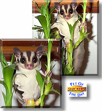 Snickers, the Pet of the Day