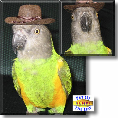 Henri, the Pet of the Day
