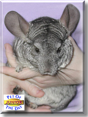 Junior, the Pet of the Day