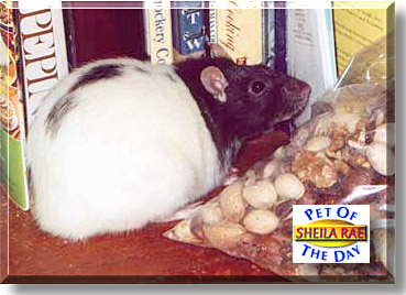 Sheila Rae, the Pet of the Day